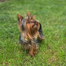 Remy - Yorkshire Terrier