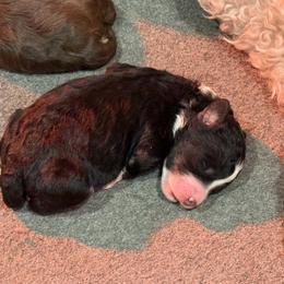 Needs his special name - Black and white male Bernedoodle puppy in Monument, Colorado from Colorado Dreamin Doodles