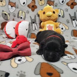 Red collar - Bi-color male German Shepherd puppy in Ramsey, Illinois from Haus-Farr German Shepherds