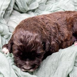 Lydia - Brown and white female Portuguese Water Dog puppy in Asheville, North Carolina from Top Notch Portuguese Water Dogs