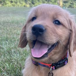 Golden Retrievers from Hidden Oaks Golden Retrievers