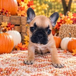 Cuke - Fawn female French Bulldog puppy in Tampa Bay, Florida from Woodpecker Ridge Pups