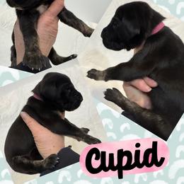 Cupid - Black female Great Dane puppy in Wellsville, New York from Prophecy Danes