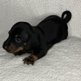 Ralphie - Black and tan male Dachshund puppy in Mocksville, North Carolina from The Dachs of Hazzard Dachshunds