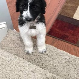 Goldendoodle and Labradoodle Puppies from Oopsie Doodles of NC
