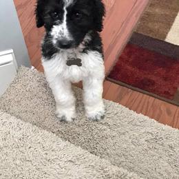Goldendoodle and Labradoodle Puppies from Oopsie Doodles of NC
