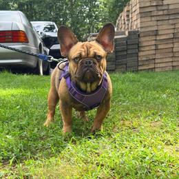 Ivan - Tricolors male French Bulldog puppy in Millstone Township, New Jersey from Couture_frenchies_and_pomeranian