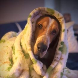 Basset Hound All Grown Up from Hidden Heart Basset Hounds