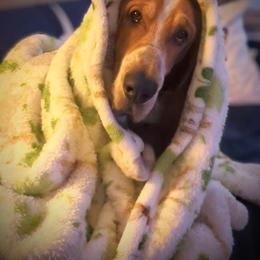 Basset Hound All Grown Up from Hidden Heart Basset Hounds