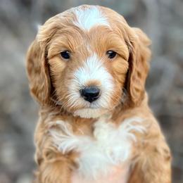 Yellow Male - Apricot male Goldendoodle puppy in Great Falls, Montana from Montana Goldendoodles