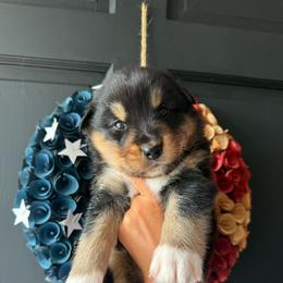 Java - Black tri-color male Australian Shepherd puppy in Spartanburg, South Carolina from Hub City Aussies
