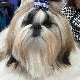 Brett - Shih Tzu