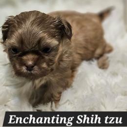 AKC Armani - Liver male Shih Tzu puppy in Dexter, Kentucky from Enchanting Shih tzu