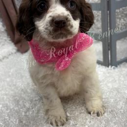 Girl 1 - Brown and white female Cockapoo puppy in West Plains, Missouri from The Royal Kennel