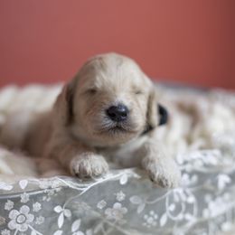 Bernedoodle and Goldendoodle Puppies from Gold Diamond Pup