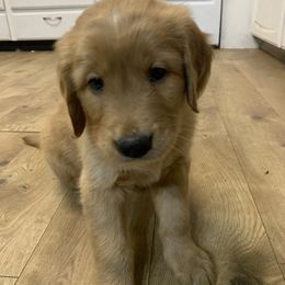 Pascal (Lime Green) - Dark golden Golden Retriever puppy in Lewiston, Idaho from Tiloula's Puppies
