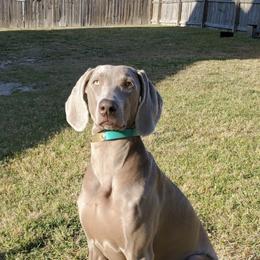 Weimaraners from Firemark Weimaraners