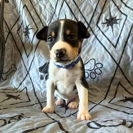 Flint - Black white and tan male Rat Terrier puppy in Molalla, Oregon from The Puppy Patch Rat Terriers
