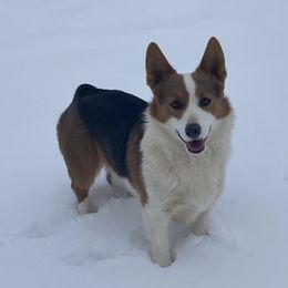 Ender - Pembroke Welsh Corgi