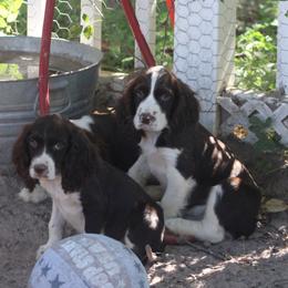 English Springer Spaniel puppies from It's  A Dog Thing