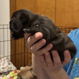 Boy 3 - French Bulldog puppy in Newport, Oregon from Blue Coast Bulldogs