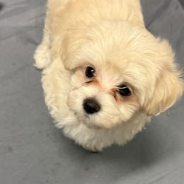 Serenity - Cream female Maltipoo puppy in Brooksville, Florida from DeVall Maltipoos