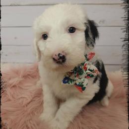 Peggy - Black and white female Sheepadoodle puppy in Farley, Iowa from Iowa's Doodle Co.