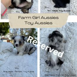 Australian Shepherd Puppies from Farm Girl Aussies