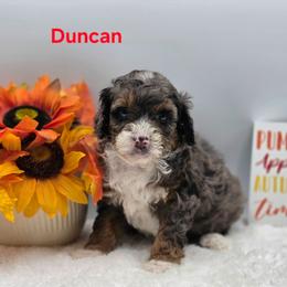 Duncan - Blue merle male Bernedoodle puppy in Summerville, South Carolina from Channys Doodles