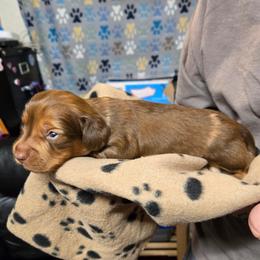 Milky Way - Dapple male Dachshund puppy in New Caney, Texas from BouncinMiniWeenies