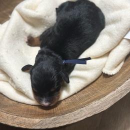 Dozer - Tri-color male Bernedoodle puppy in Bellevue, Iowa from Blended Acres & Kennels