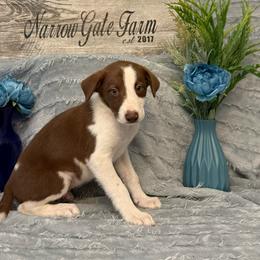 Bo - White and red male Border Collie puppy in Moody, Texas from Narrow Gate Farm
