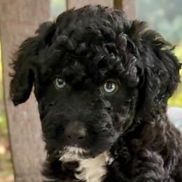Aussiedoodles from Mills River Doodles