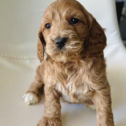 Wren - Red female Cockapoo puppy in Lucas, Ohio from Willow Lane Puppy