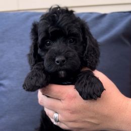Reservation spot 6 - Phantom female Goldendoodle puppy in Redmond, Oregon from Bourbon and Lace Doodles