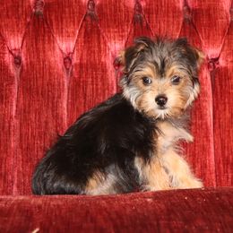 Yorkshire Terrier Puppies from Peggy's Yorkies