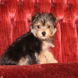 Yorkshire Terrier Puppies from Peggy's Yorkies
