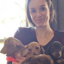 Dachshunds from Windy Ridge Dachshunds