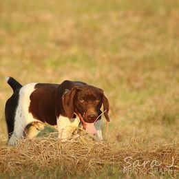 German Shorthaired Pointers from The BARK PAD