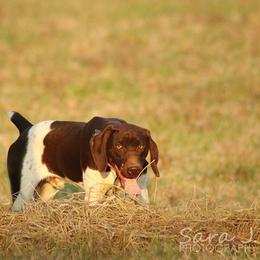 German Shorthaired Pointers from The BARK PAD