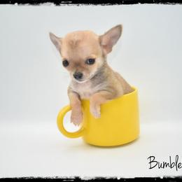 Bumblebee - Fawn male Chihuahua puppy in Demorest, Georgia from Sourpatch Chihuahuas