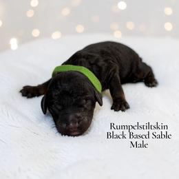 Rumpelstiltskin - Sable male Poodle puppy in Ellenburg Center, New York from Kristin's Puppies