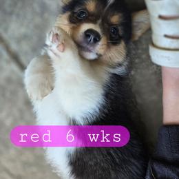 Red - Black and tan female Pembroke Welsh Corgi puppy in Necedah, Wisconsin from The 6Ks Paws and Hobbies
