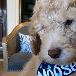 Goldendoodles from Erin Smelcer