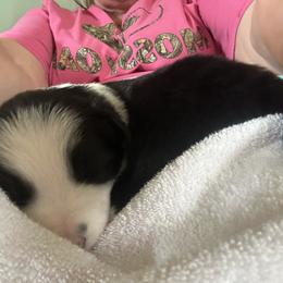 Beauty - Black and white female Border Collie puppy in Henagar, Alabama from Ridge Kap Border Collies