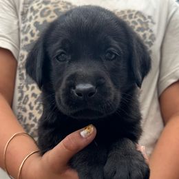 Boy 3 - Black male Labrador Retriever puppy in Gerber, California from In The Zone Dog Training and Breeding