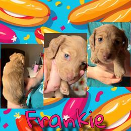 Frankie - Dapple male Dachshund puppy in Brazil, Indiana from King Duke Dachshunds