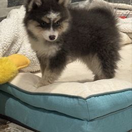 Bob Marley - Black and white male Pomsky puppy in Gunter, Texas from The Painted Pomsky