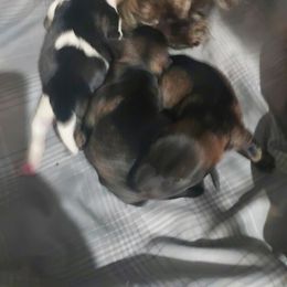 Irish Wolfhound and Miniature Schnauzer Puppies from Star Valley Schnauzers