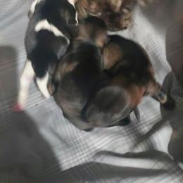 Irish Wolfhound and Miniature Schnauzer Puppies from Star Valley Schnauzers